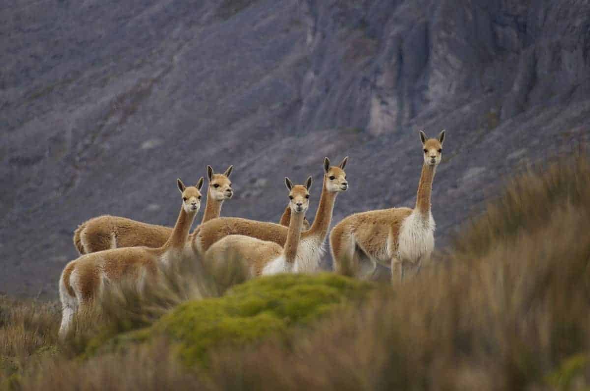 Excursion Chimborazo: Chimborazo Volcano and Machay Temple