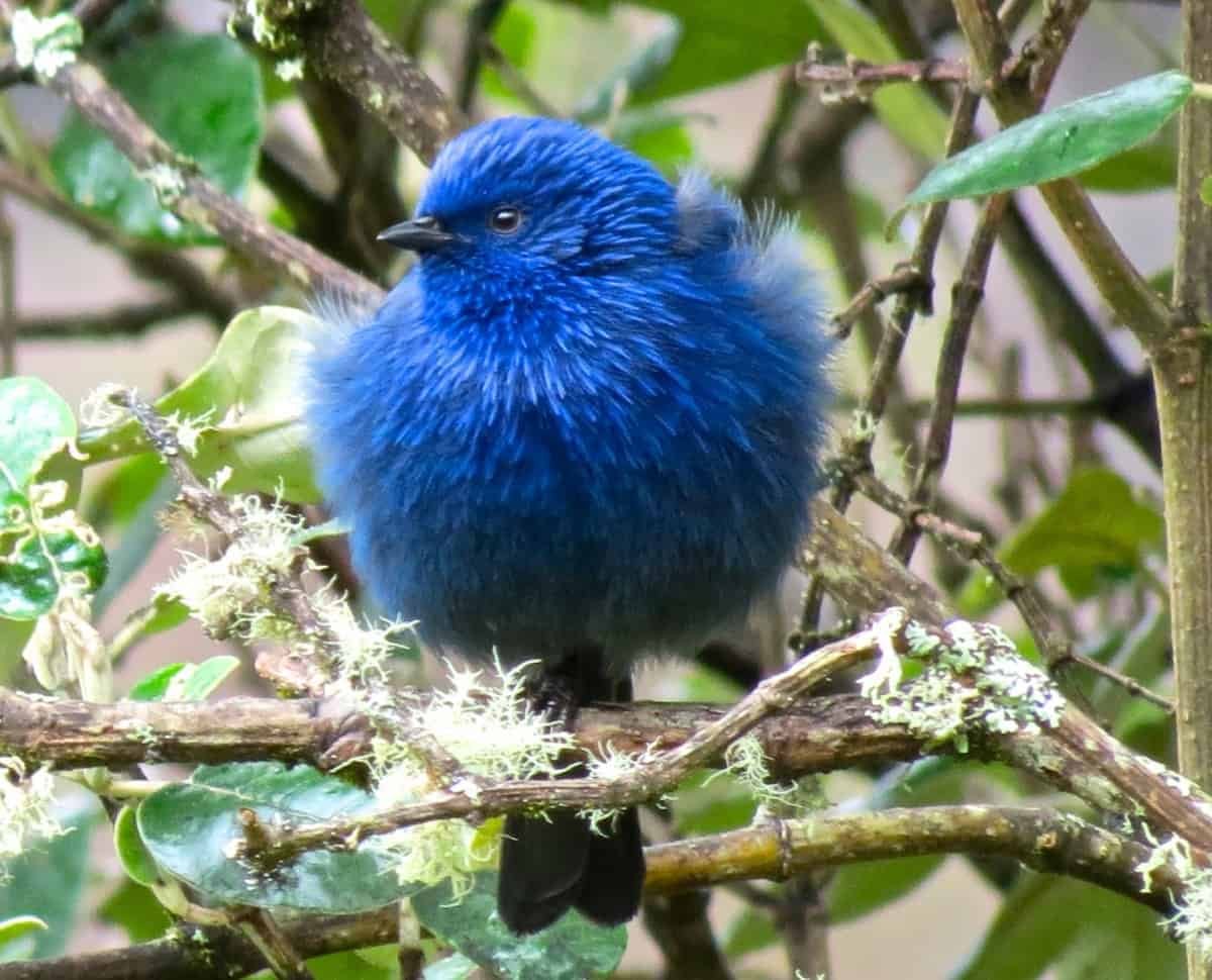 Excursion-Cuenca: Birdwatching – the valley of Yunguilla