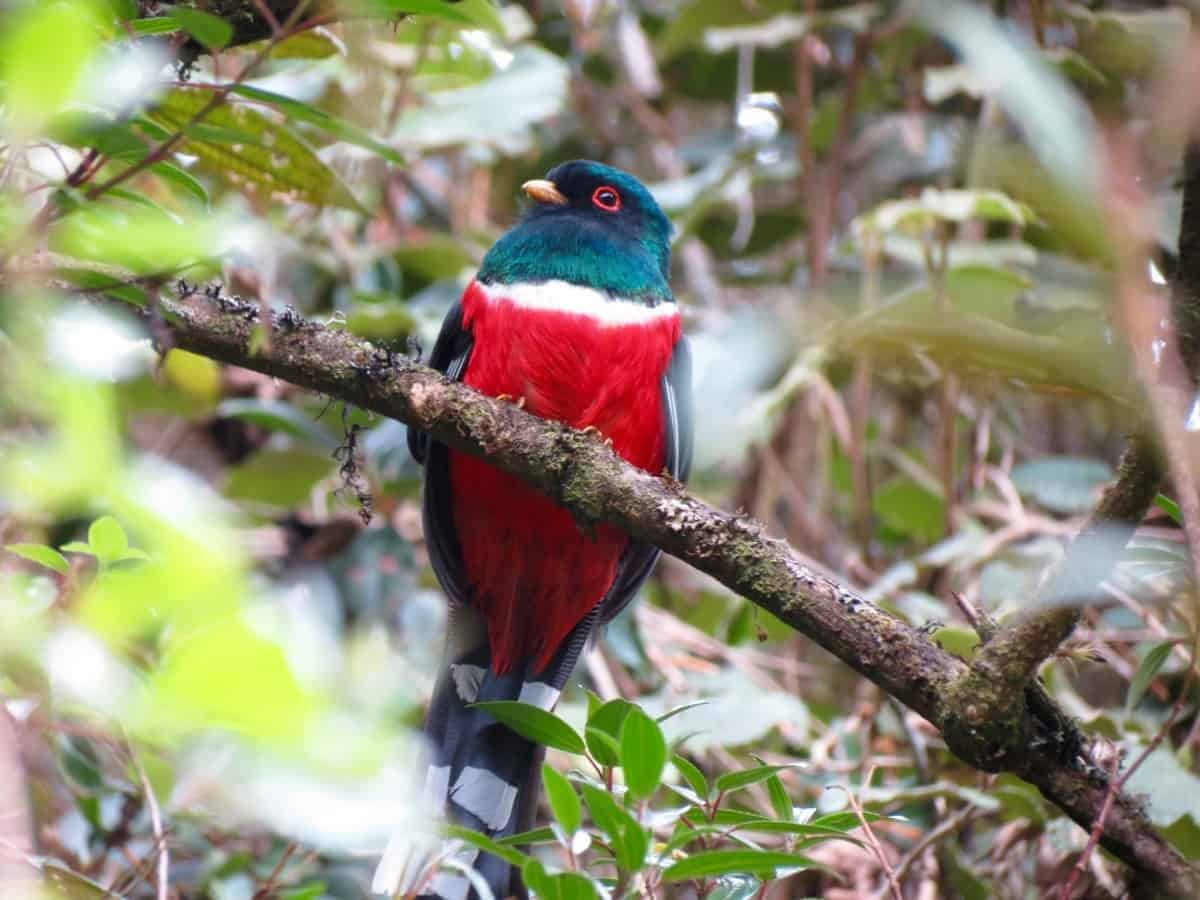 Excursion-Cuenca: Birdwatching – Cajas National Park
