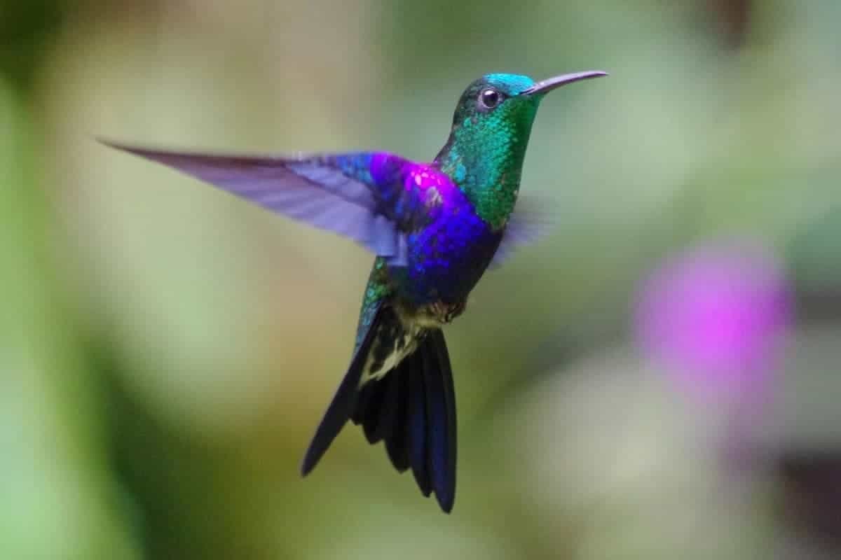 Excursion-Mindo: Birdwatching: Mindo-San Lorenzo