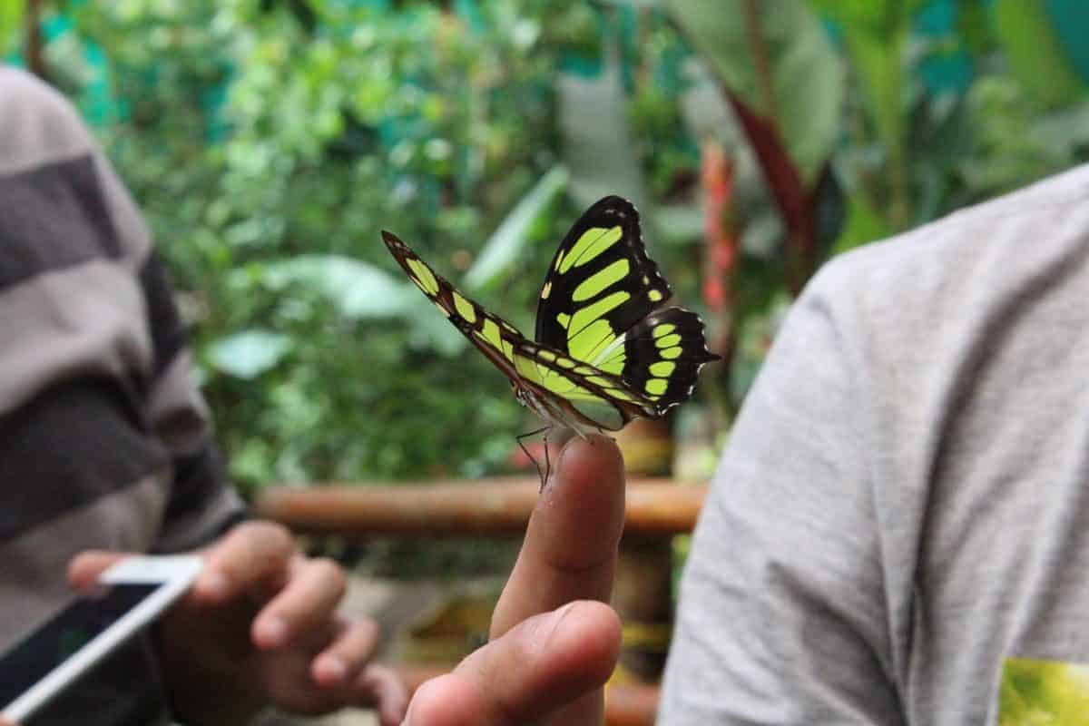 Excursion-Mindo: Visit to butterfly farm