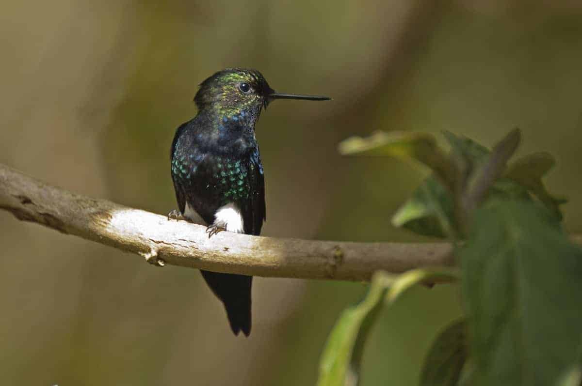 Excursion-Mindo: Birdwatching: Yanacocha-Mindo