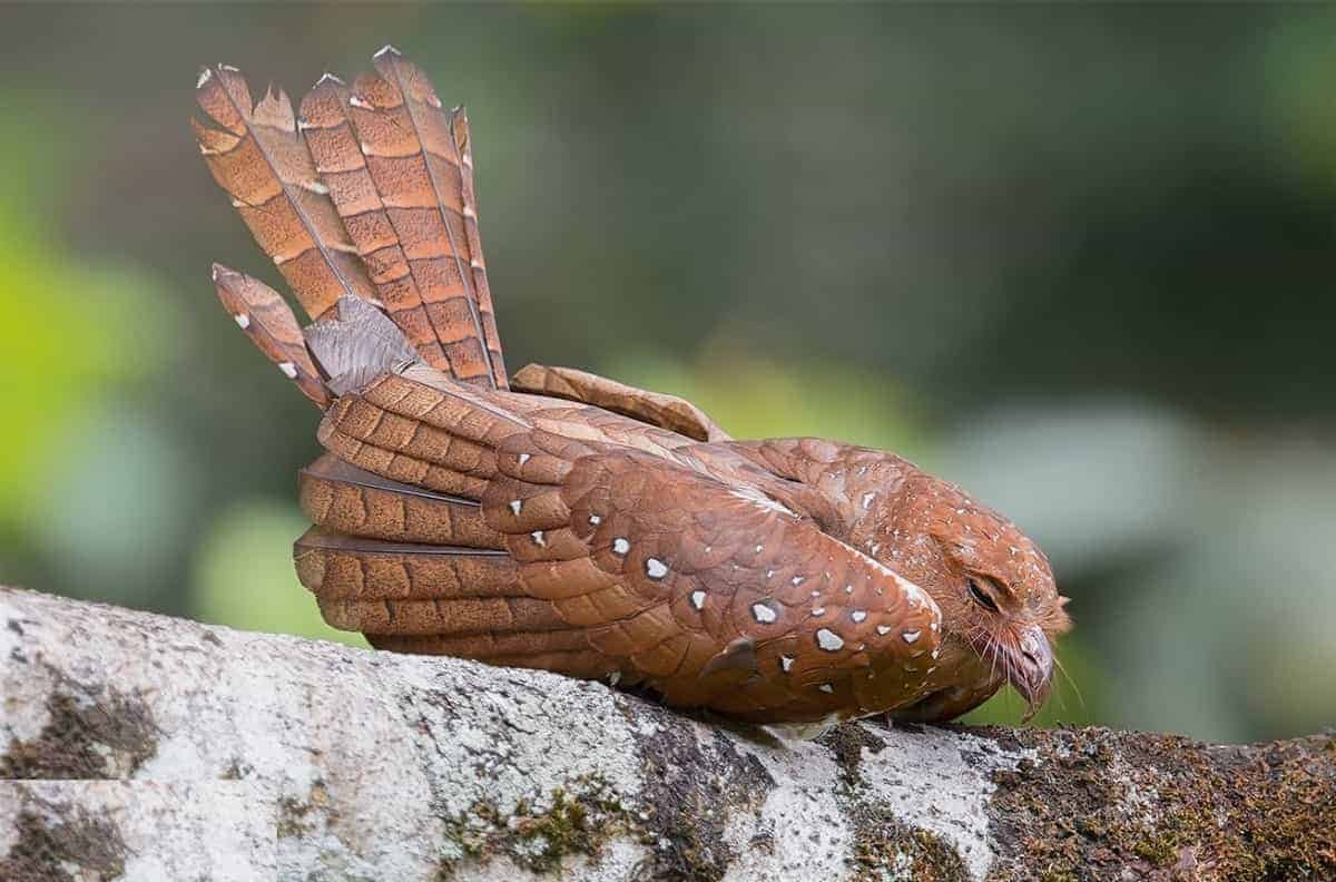 Excursion-Mindo: Birdwatching: Mindo Lindo – Guacharo