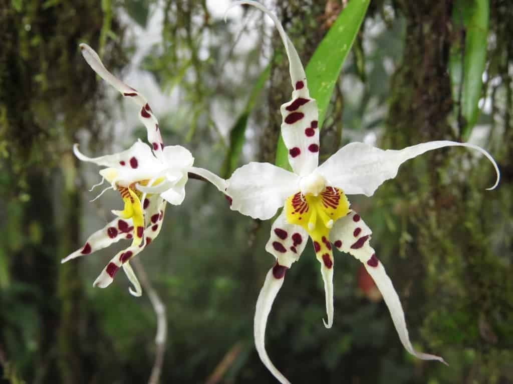 Excursion-Mindo: Mindo’s orchid garden