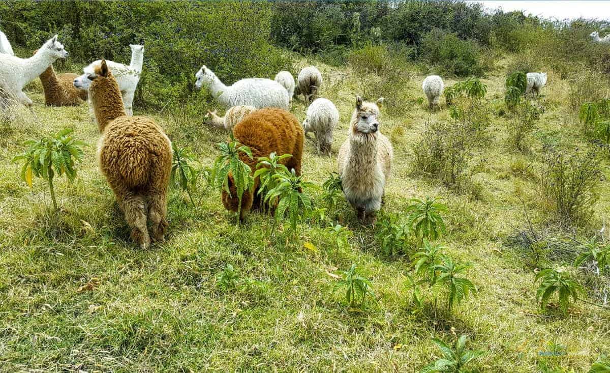Excursion-Otavalo: Horseback riding to Alpaca farm
