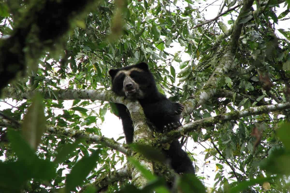 Excursion-Quito: Day trip cloud forest of Maquipucuna
