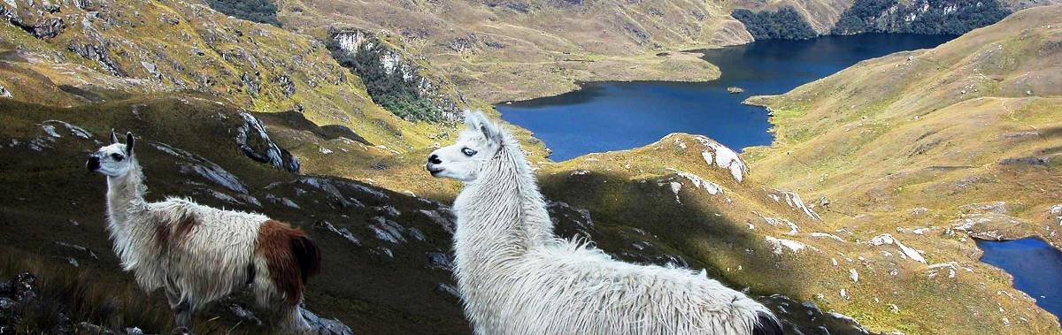 National Park Cajas