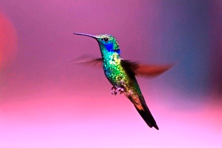 Sample Tours Birding Trip