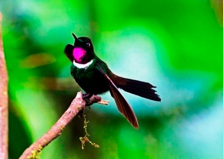 Sample Tours Birding Trip