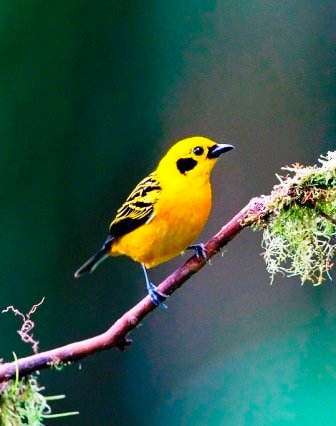 Sample Tours Birding Trip