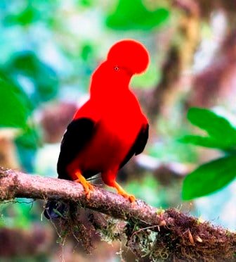 Sample Tours Birding Trip
