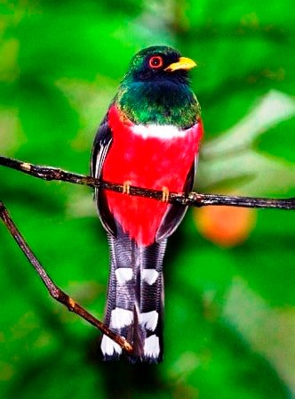 Sample Tours Birding Trip