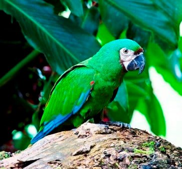 Sample Tours Birding Trip