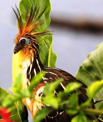 Sample Tours Birding Trip