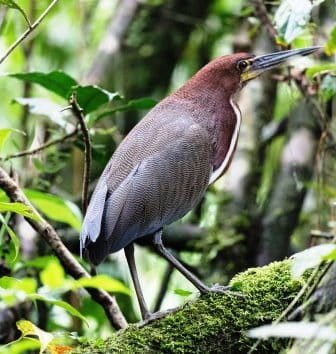 Sample Tours Birding Trip