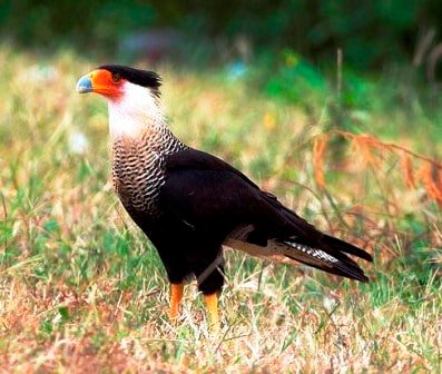 Sample Tours Birding Trip