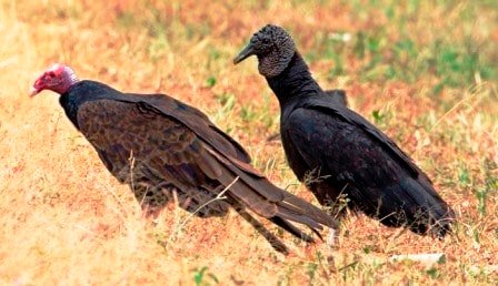 Sample Tours Birding Trip