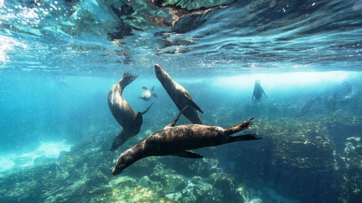 Zeeleeuwen onder water bij de Galápagos