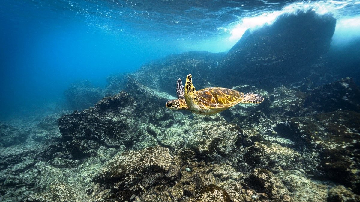 Familie Vangerven · zeeschildpad