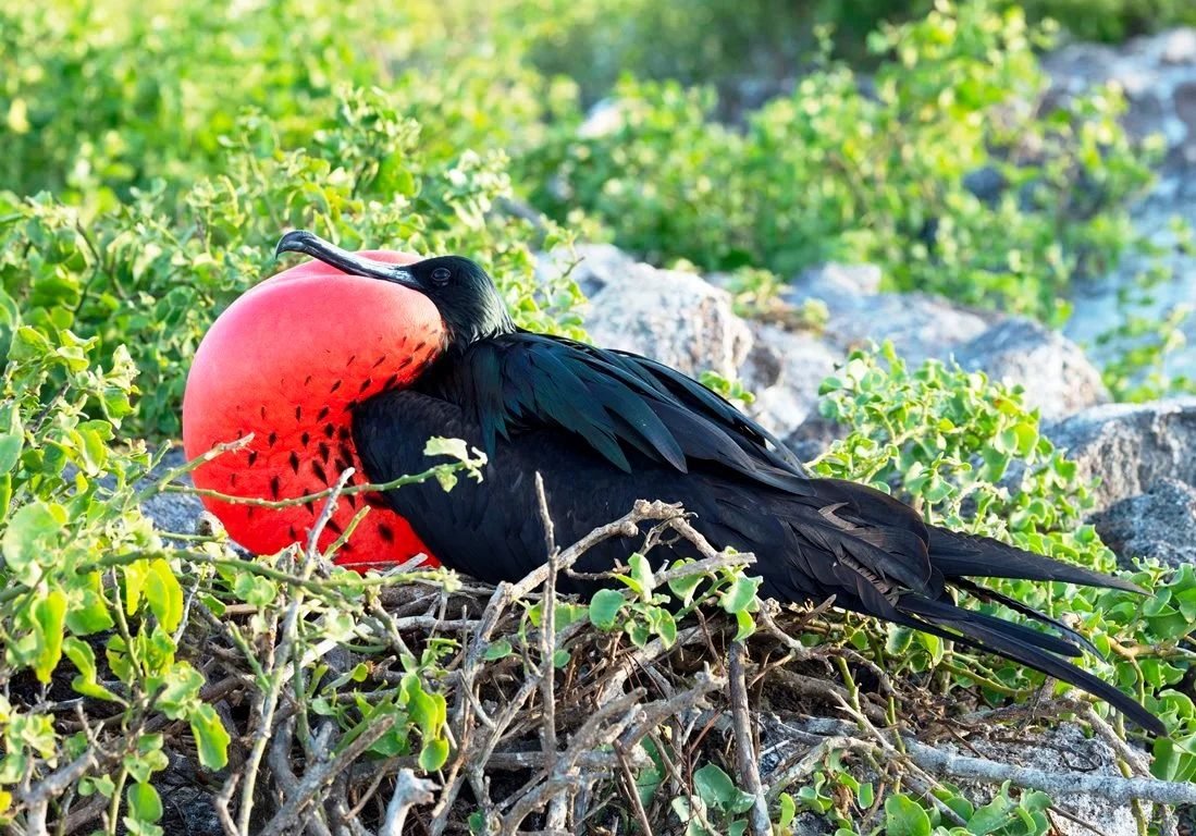 Familie Vancoillie · fregatvogel