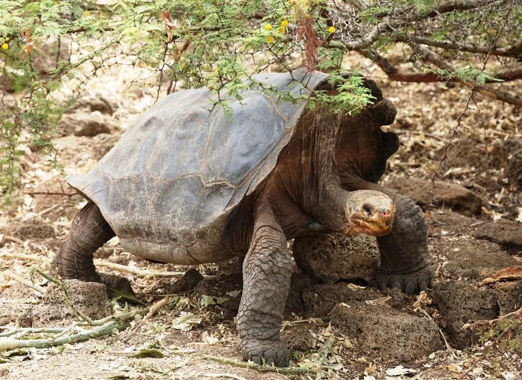 Familie Vancoillie · reuzenschildpad