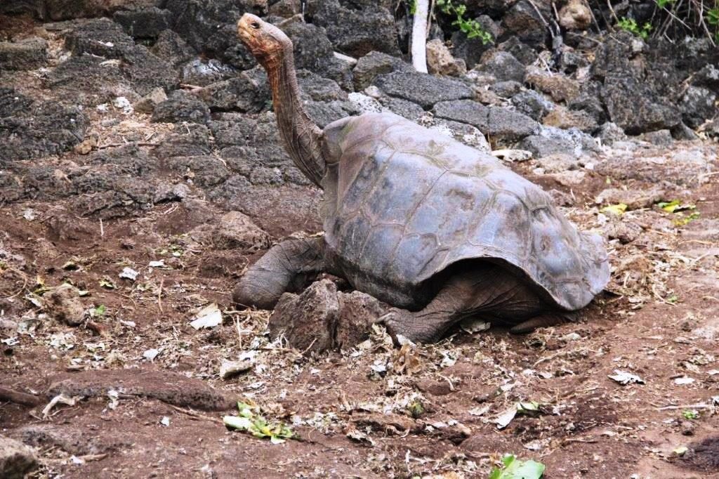 Familie Takken · reuzenschildpad